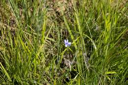 Imagem de Aristea abyssinica Pax