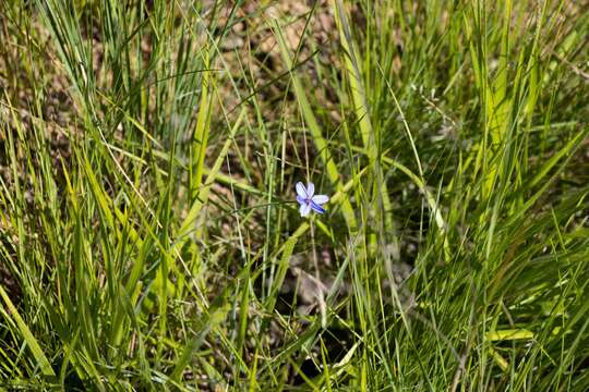 Image of Aristea abyssinica Pax