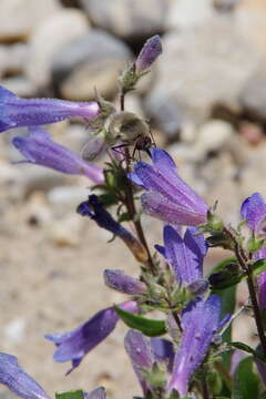 Image of low beardtongue