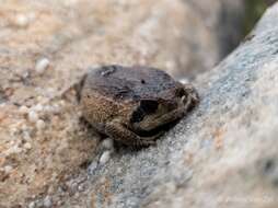 Image of Mountain Rain Frog