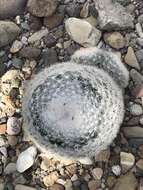 Image of Mammillaria candida Scheidw.