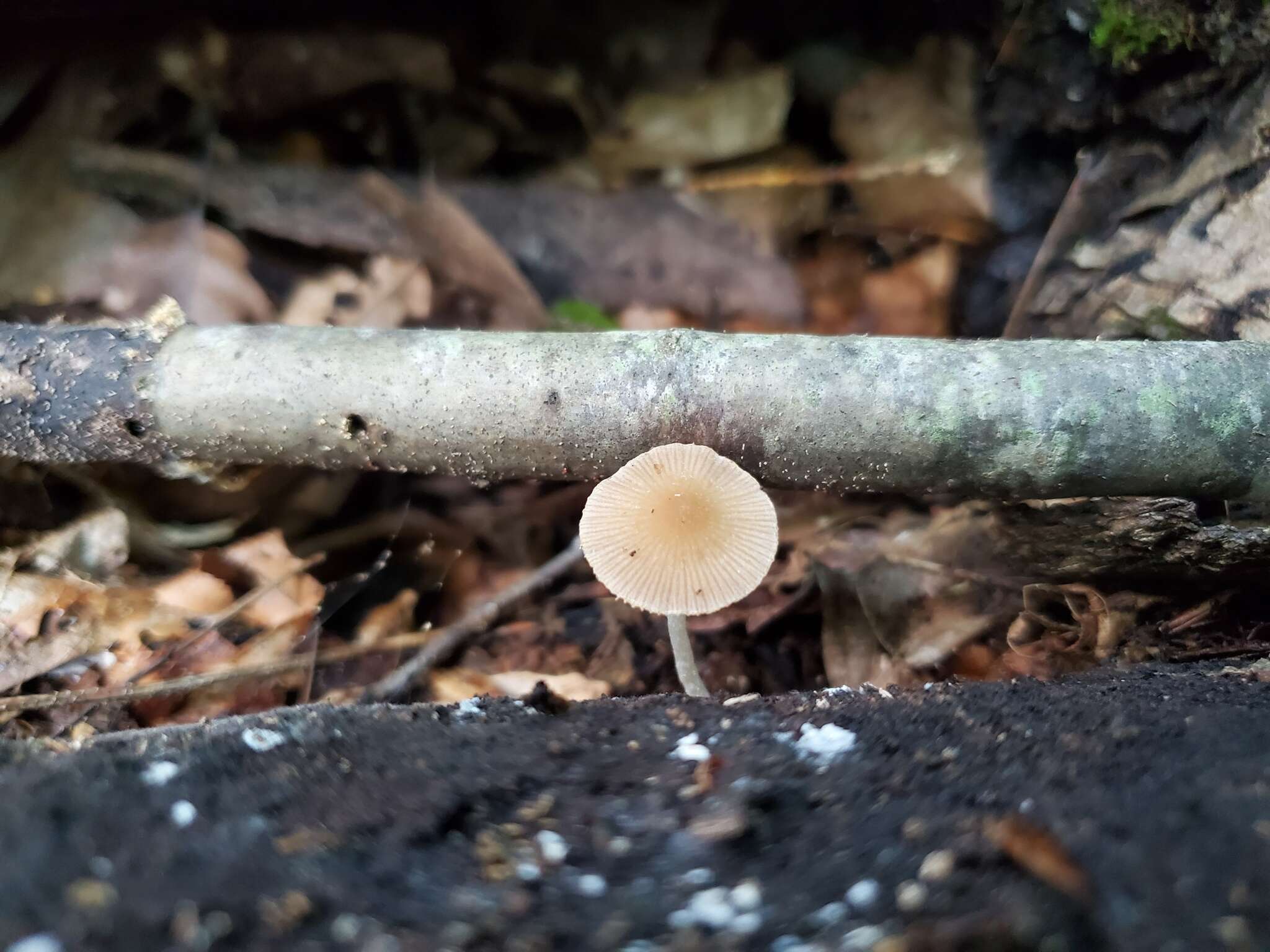 Imagem de Psathyrella psammophila A. H. Sm. 1972