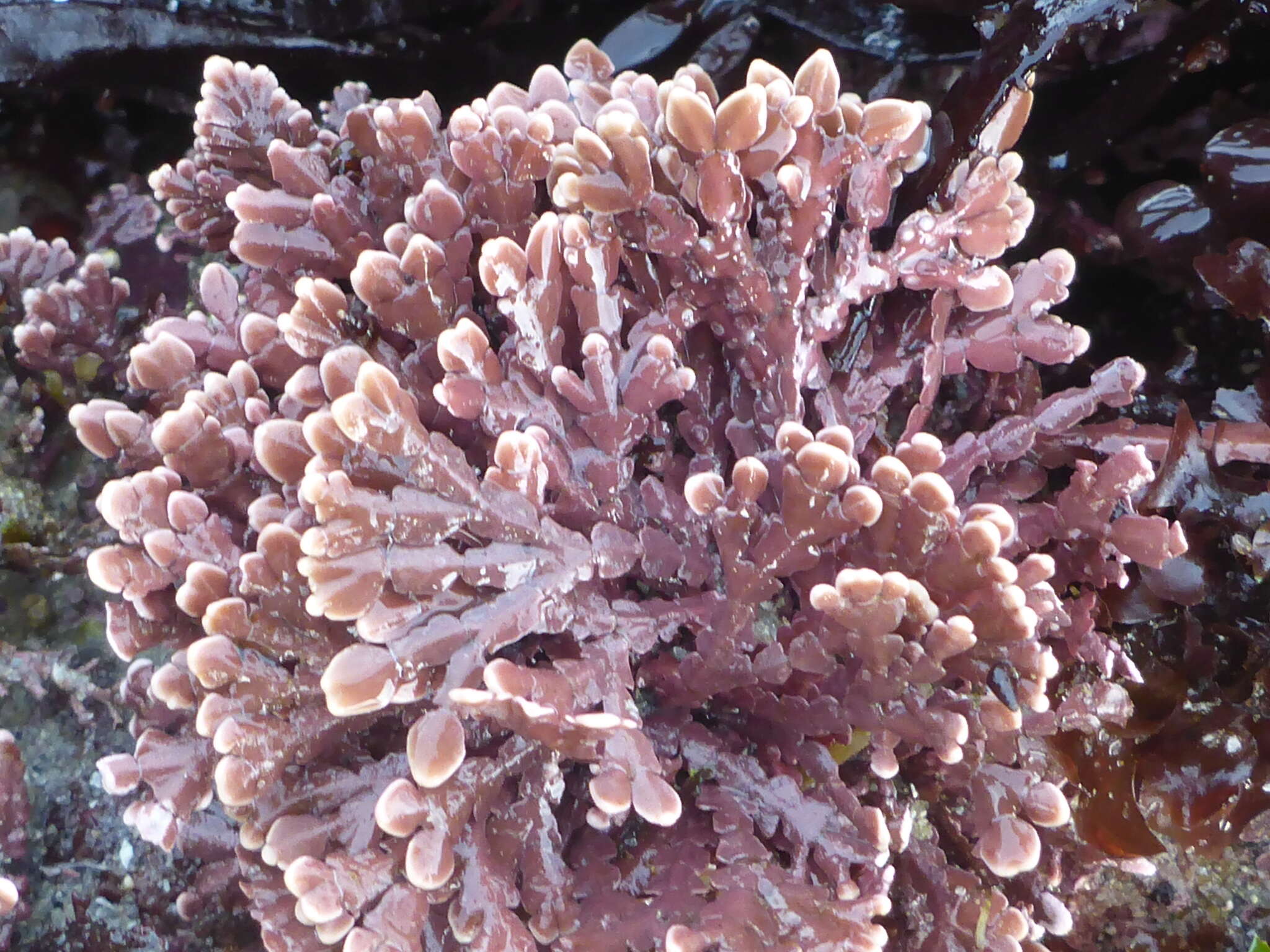 Image of Bossiella orbigniana