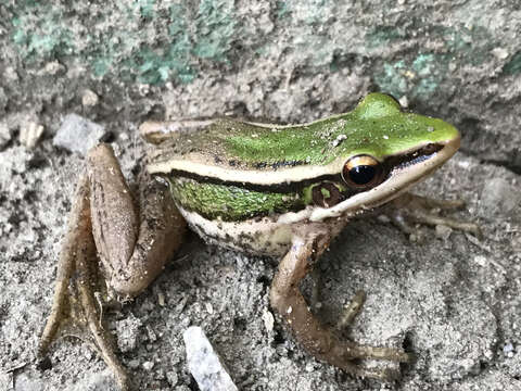 Image of Common Green Frog