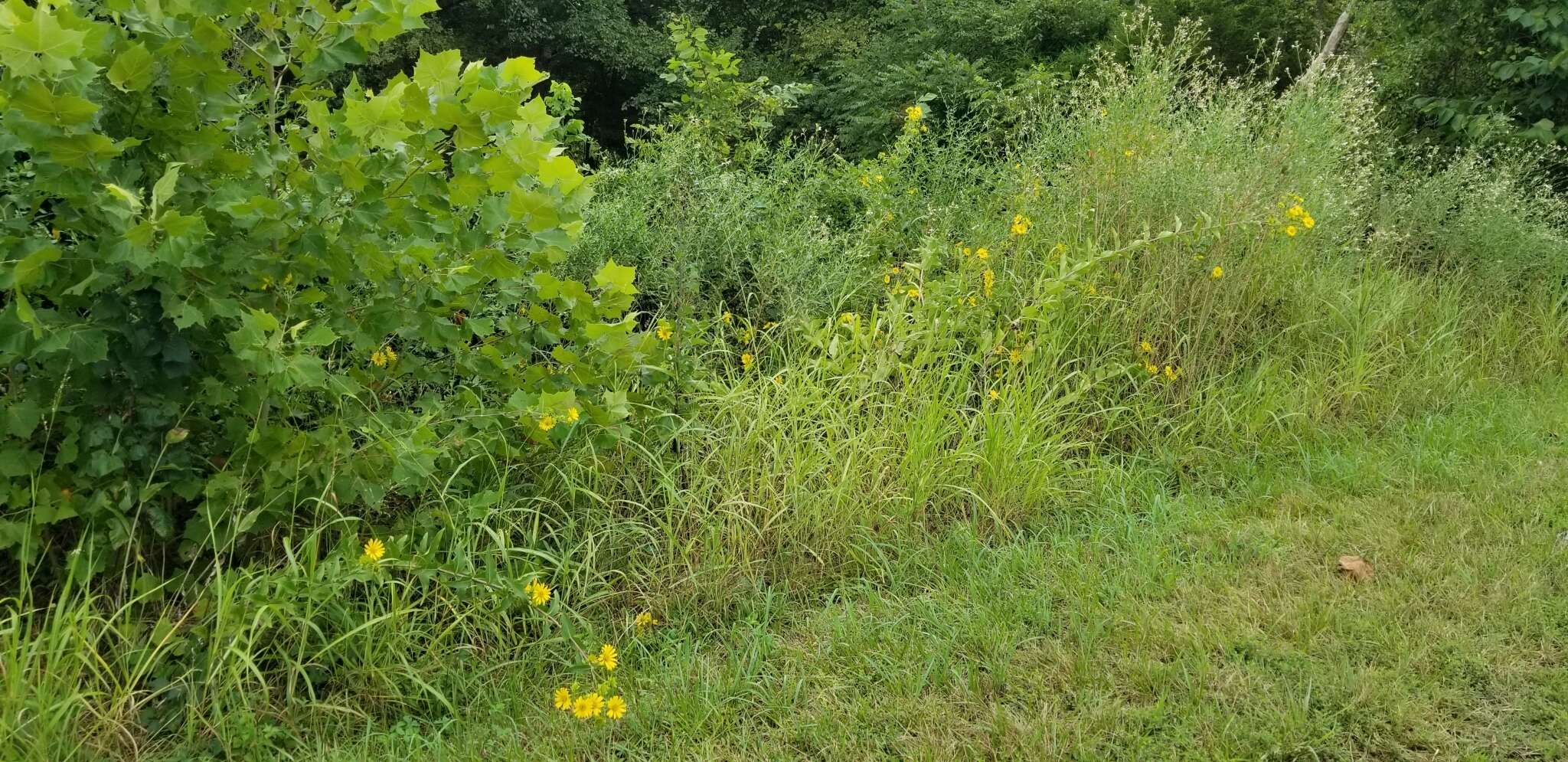 Silphium integrifolium var. laeve Torr. & A. Gray resmi