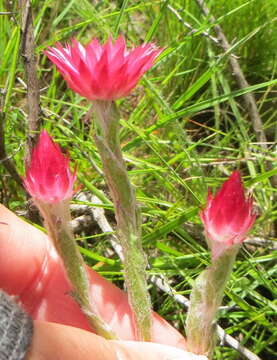 Image of Pink everlasting