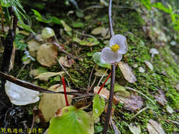 Image of Begonia ravenii C. I. Peng & Y. K. Chen