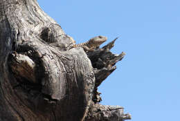 Cordylus jonesii (Boulenger 1891) resmi