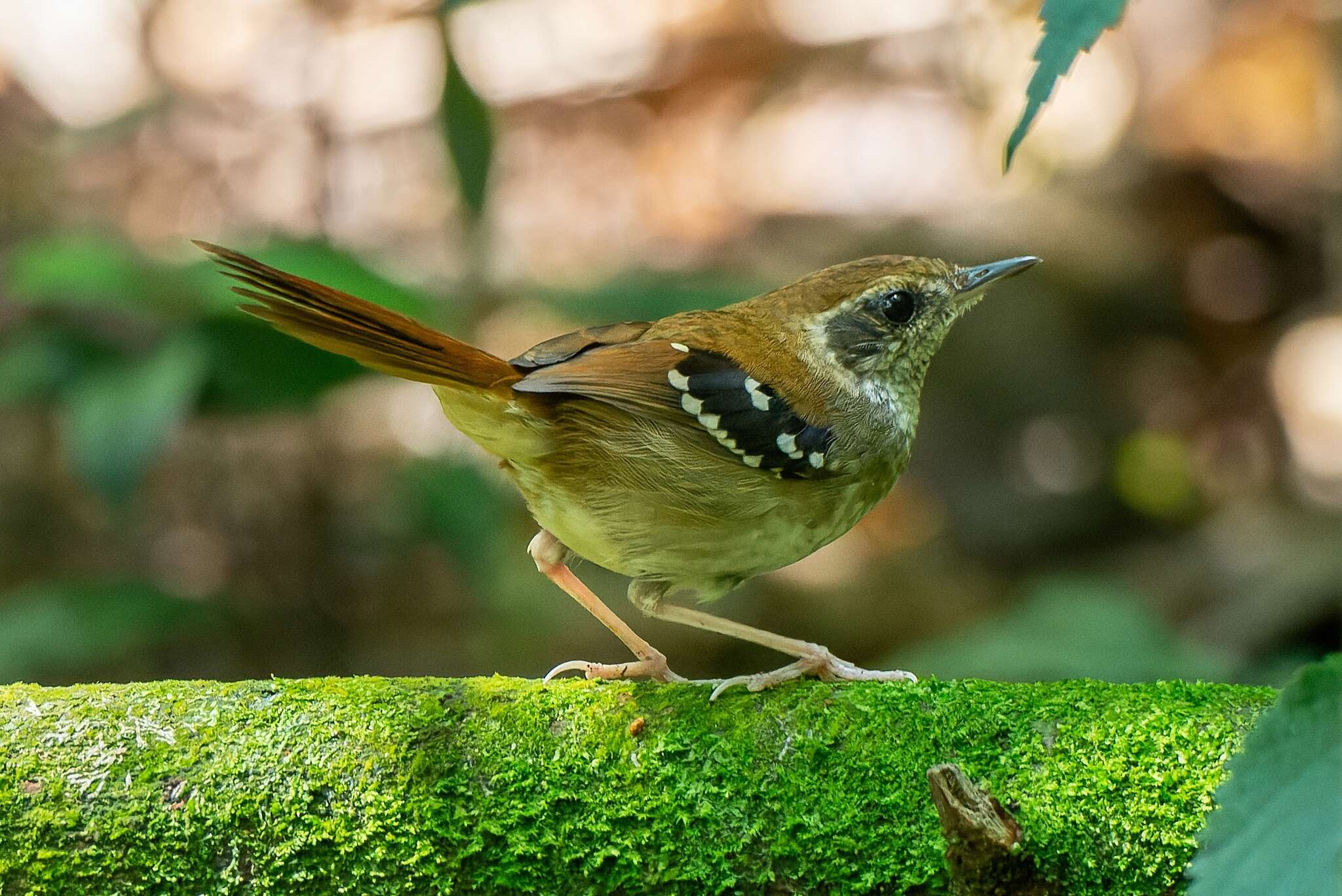 Image of Squamate Antbird