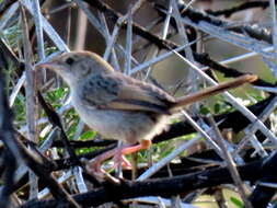 Sivun Cisticola subruficapilla jamesi Lynes 1930 kuva