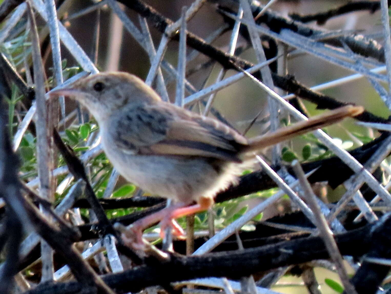 Sivun Cisticola subruficapilla jamesi Lynes 1930 kuva