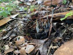 Image of Xylaria magnoliae J. D. Rogers 1979