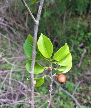 Plancia ëd Trilepisium