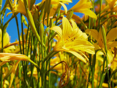 Image of lemon day-lily