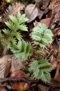 صورة Leptinella squalida Hook. fil.