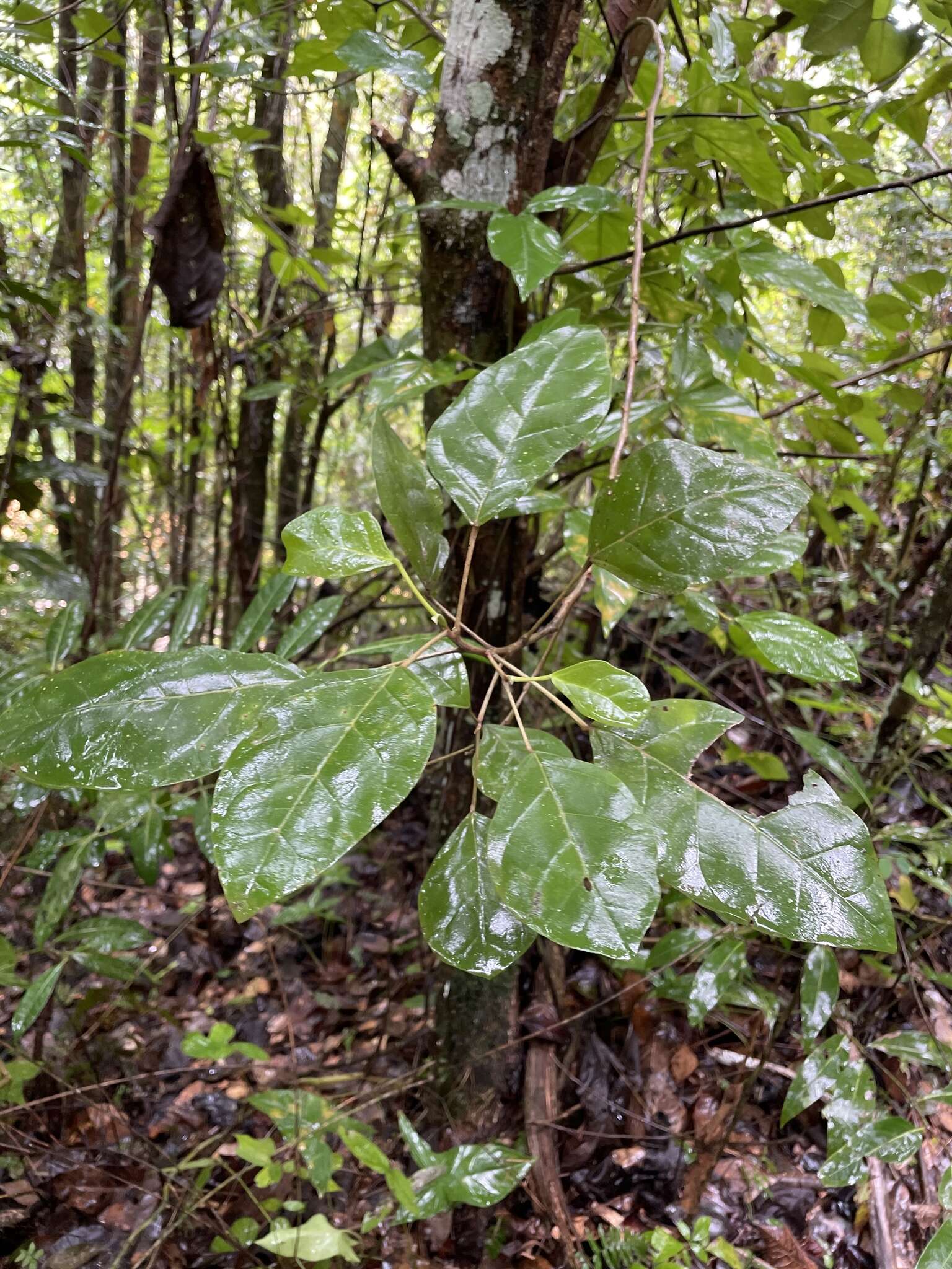 Image of Hieronyma clusioides (Tul.) Griseb.