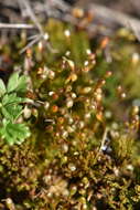 Image of entosthodon moss