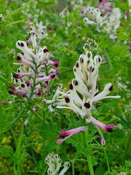 Image of field fumitory