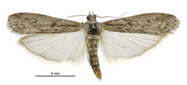 Image of Mediterranean Flour Moth