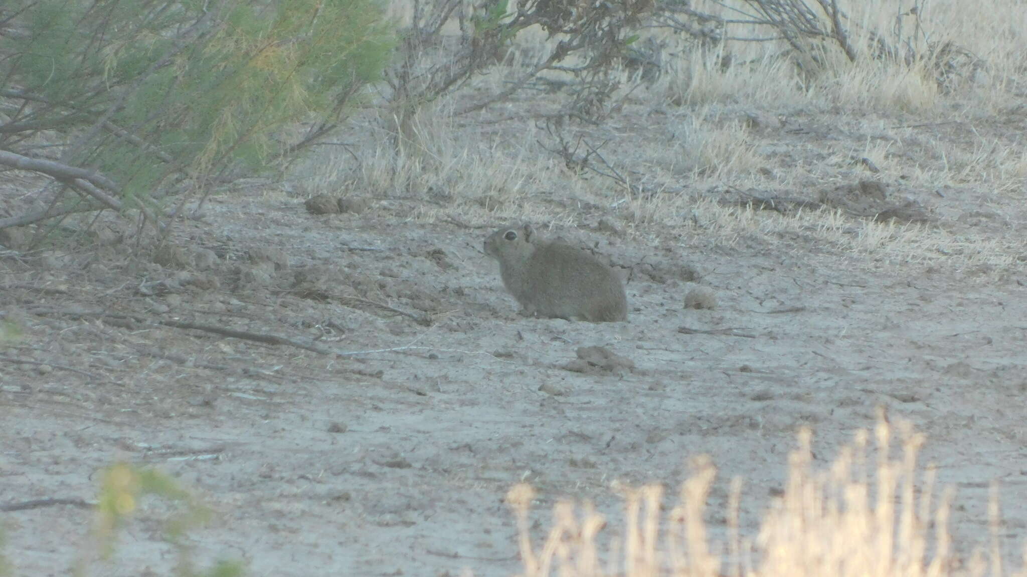 Image of Southern Mountain Cavy