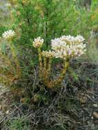 Image of Crassula fallax Friedrich