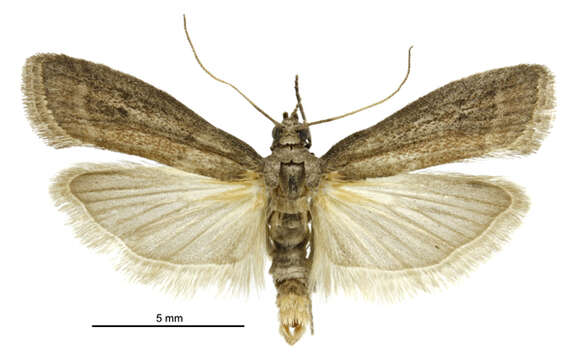 Image of Chocolate Moth