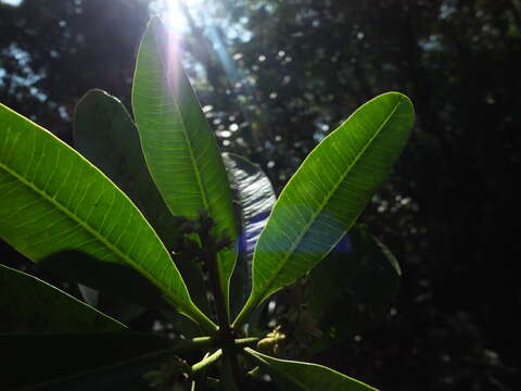 Plancia ëd Alstonia scholaris (L.) R. Br.