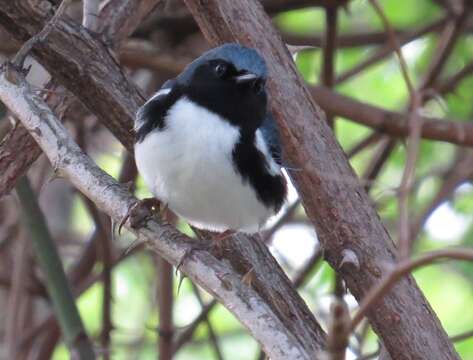 Image of Black-throated Blue Warbler