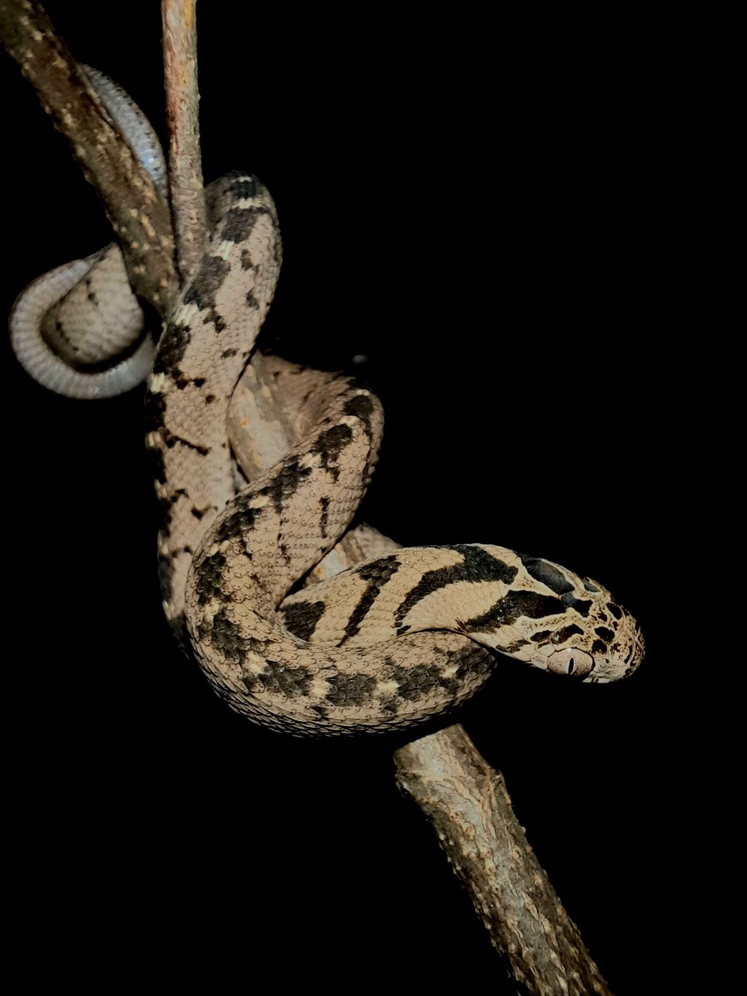 Image of East African Egg-eater