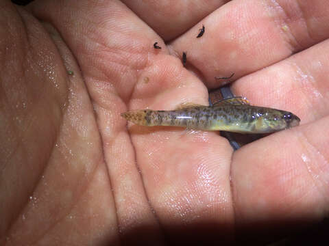 Image of Greenthroat Darter