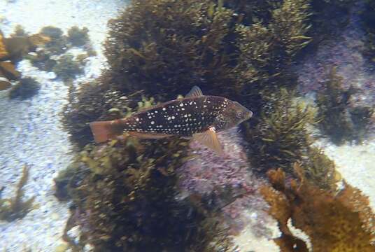 Image of Crimson banded wrasse