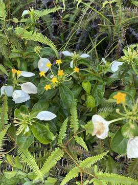 Image of Mussaenda pubescens Dryand.