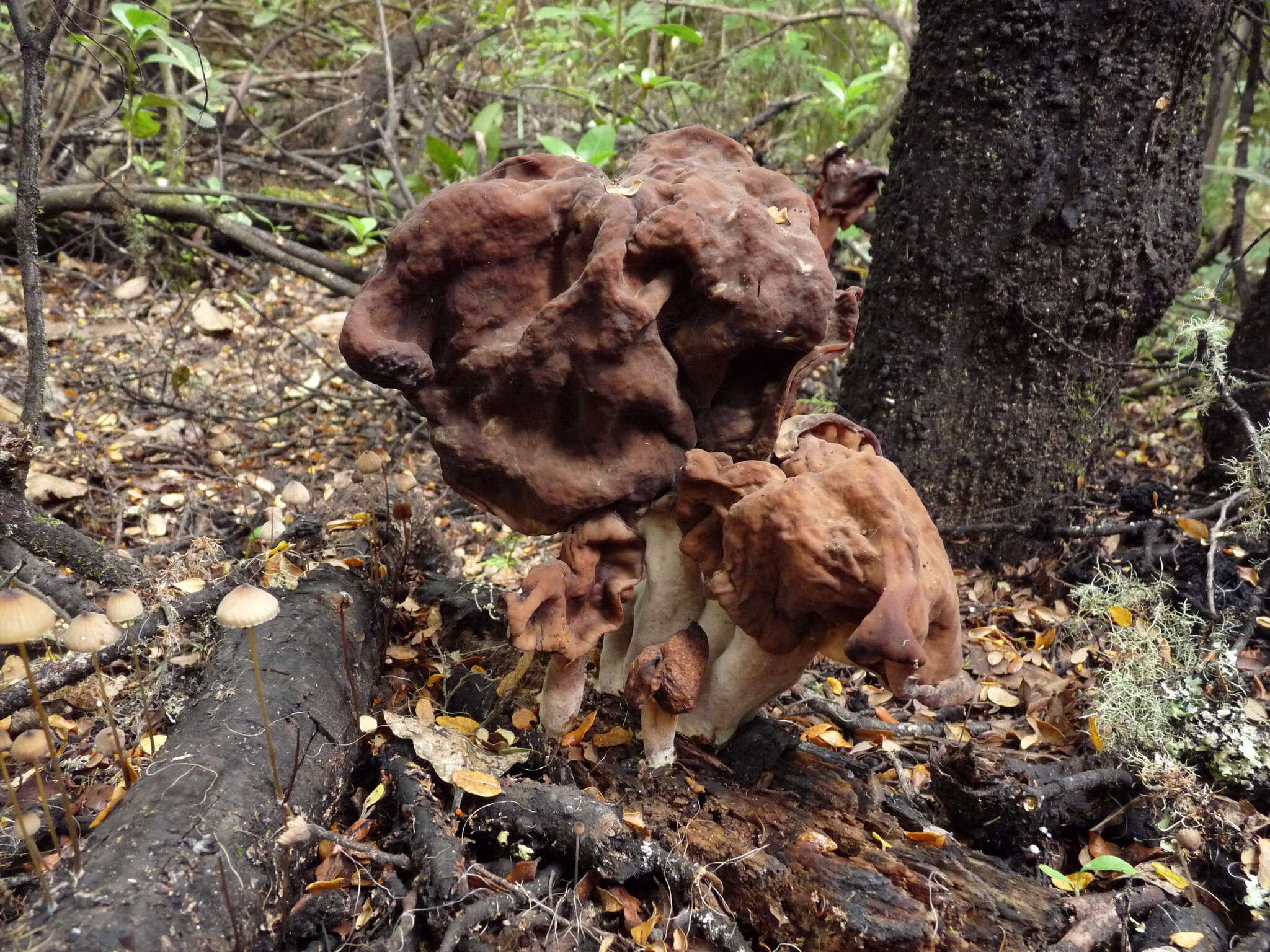 Image of Gyromitra tasmanica Berk. & Cooke 1878