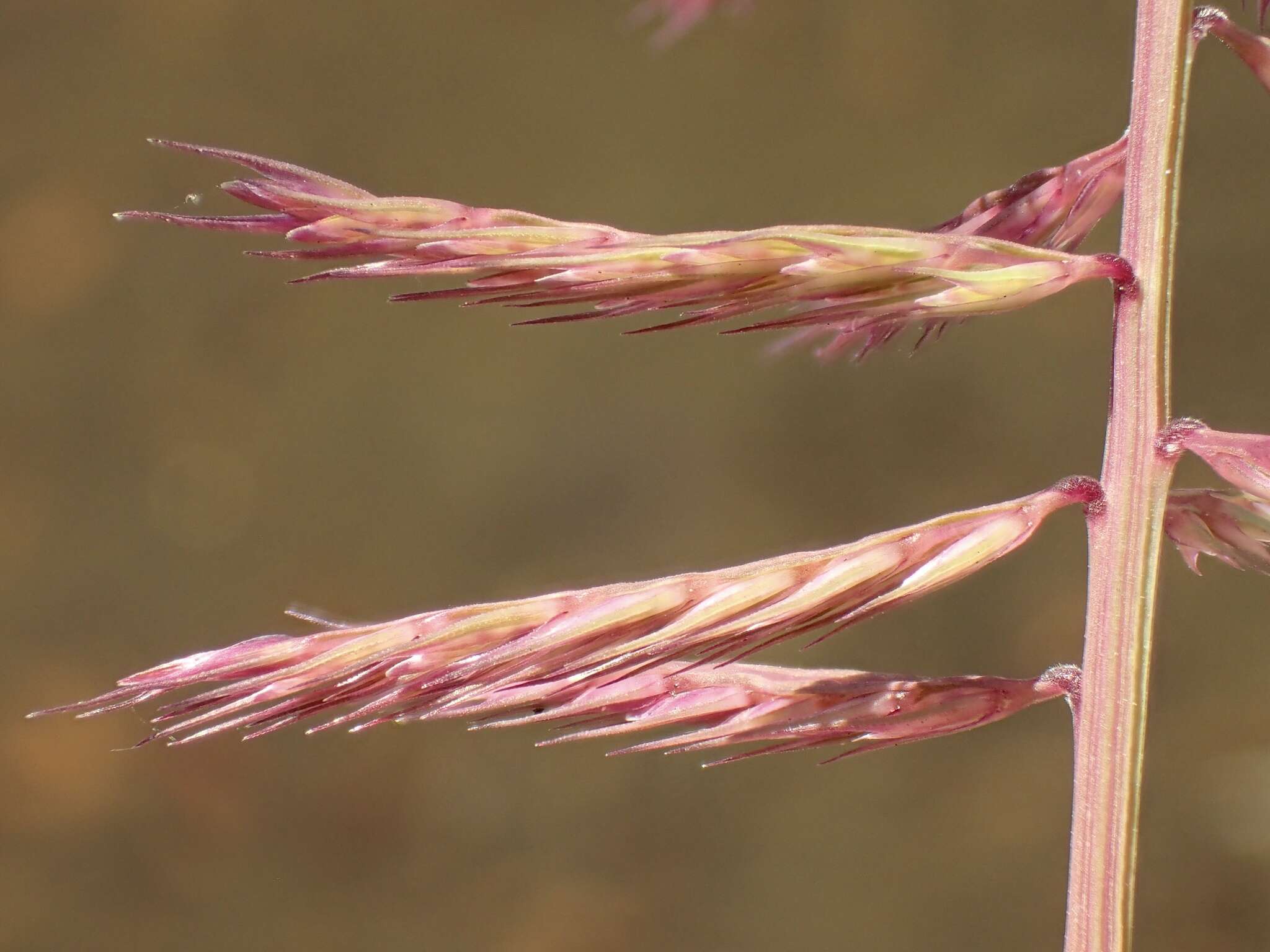 Image of viper grass