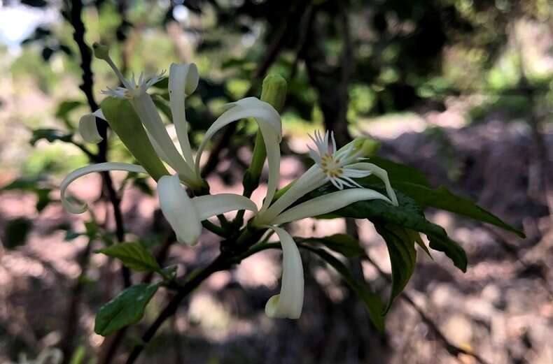 Image of Turraea pubescens Hellen.