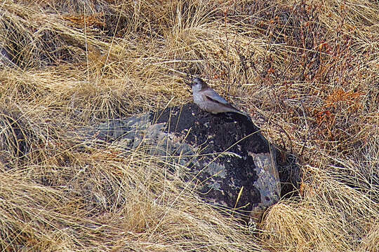 Image of Black-headed Mountain-Finch