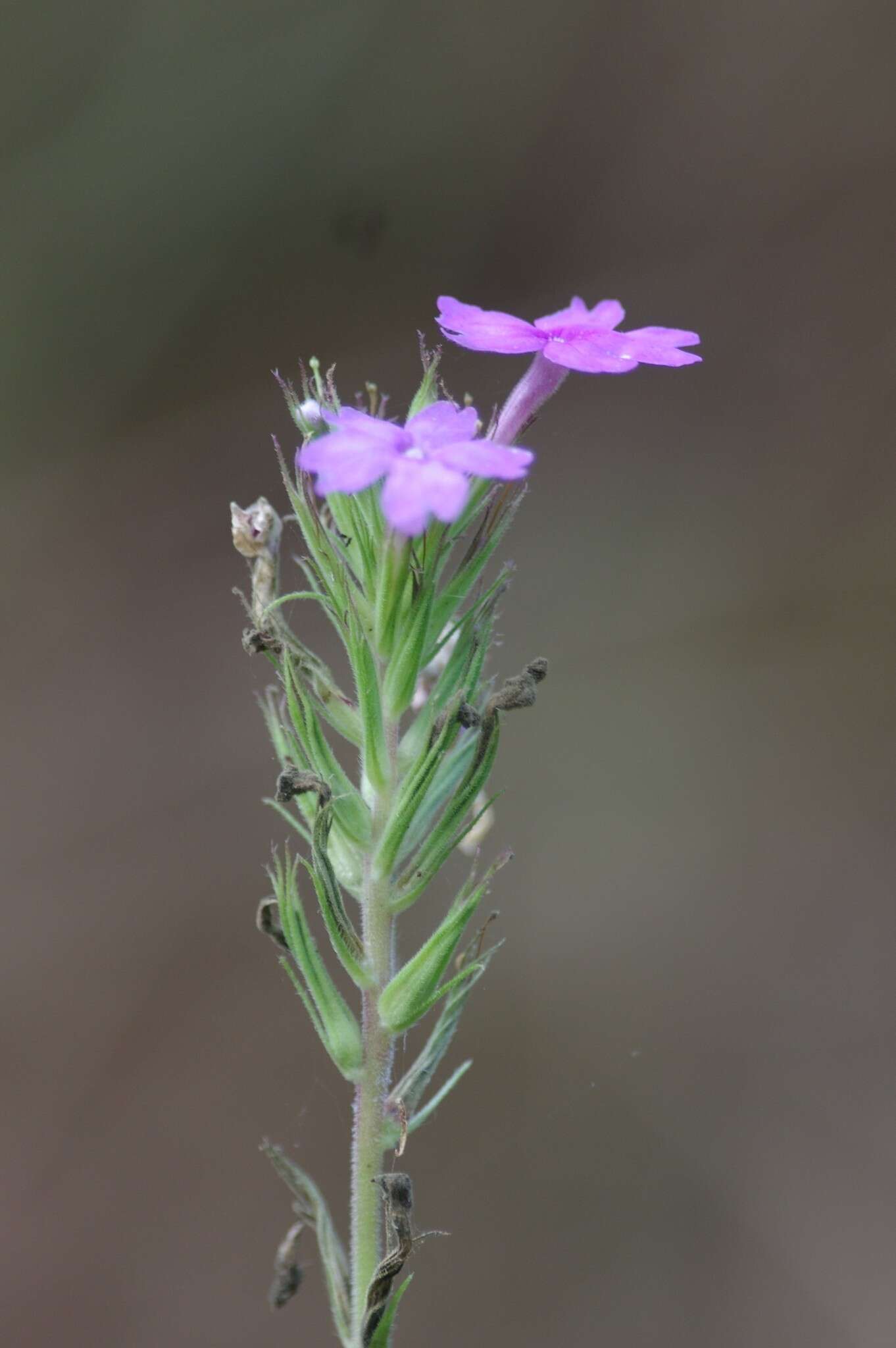 Image de Glandularia tampensis (Nash) Small