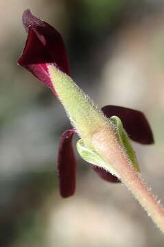 Imagem de Pelargonium sidoides DC.