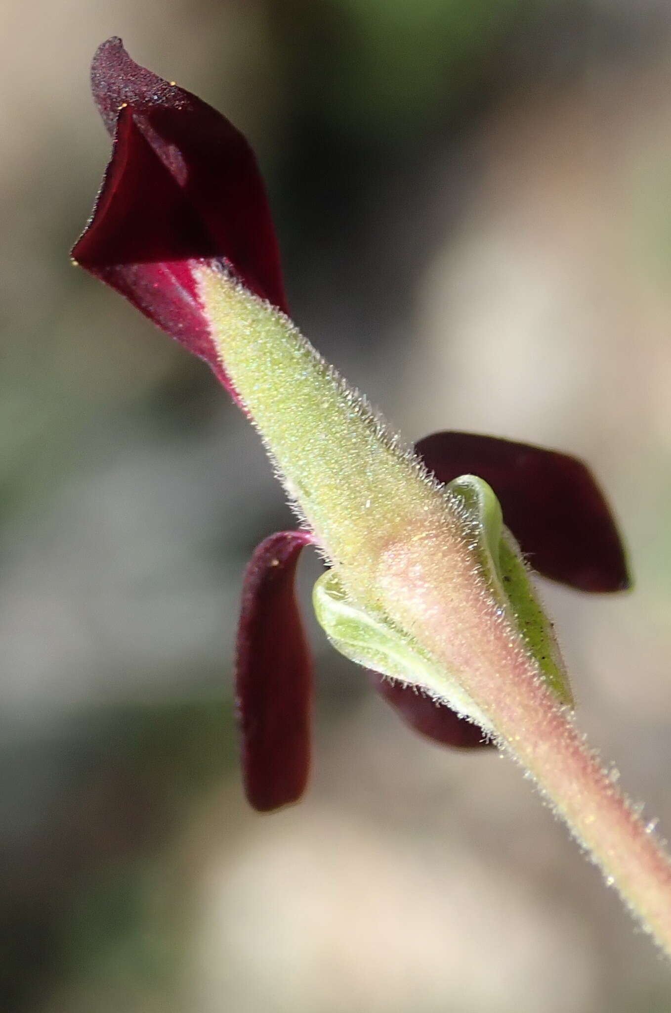 Image of Pelargonium sidoides DC.