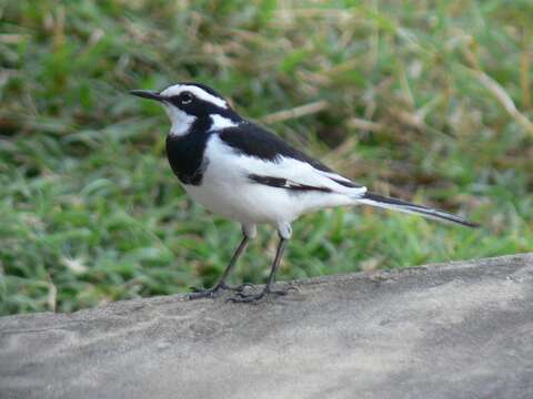 Image of Motacilla aguimp vidua Sundevall 1850