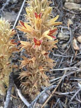 Image of Parish's broomrape