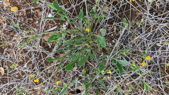 Plancia ëd Scorpiurus muricatus L.