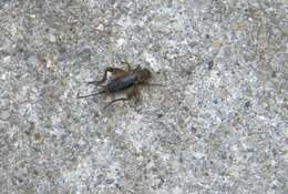 Image of Striped Ground Cricket