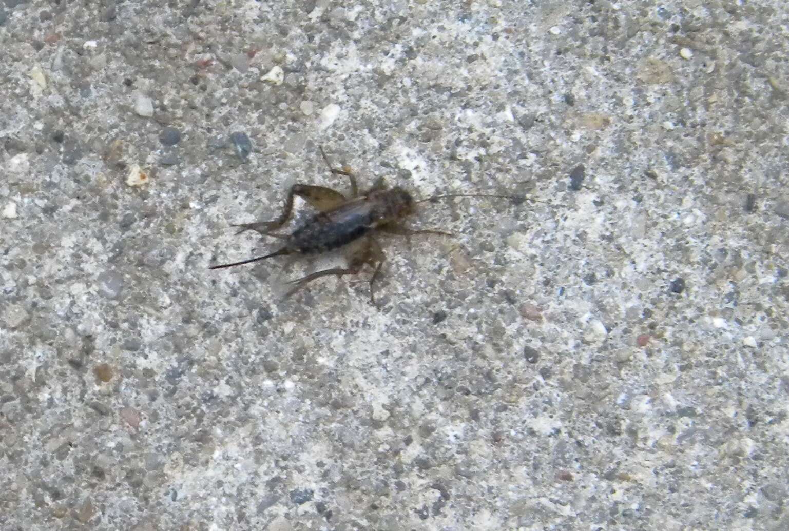 Image of Striped Ground Cricket