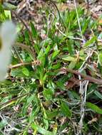 Plancia ëd Dryas integrifolia subsp. sylvatica (Hulten) Hulten