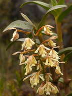 Image of Epidendrum mojandae Schltr.