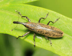 Image of Lixus maculatus Roelofs 1873