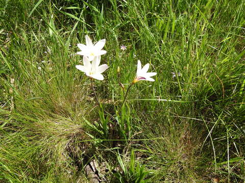 Image of Cape buttercup