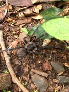 Image of Brazilian Brown Birdeater