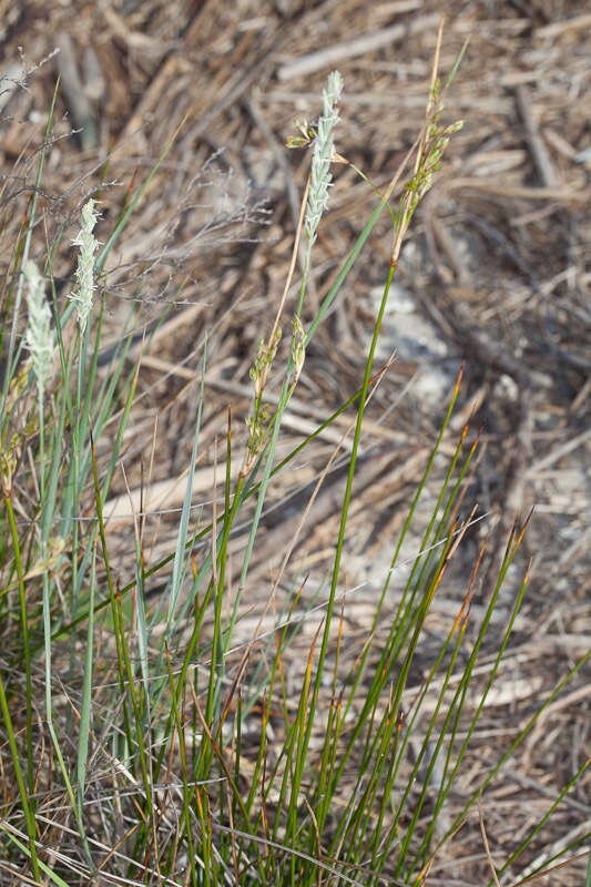 Image de Elymus athericus (Link) Kerguélen